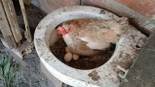 Um pouco da nossas galinha 🐔. #aves #sítio #filhotes #patinhos #vidanocampo #animais #shotsviral 