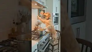 Dog cooking PASTA 😱#animals #viral #viralvideo #funny #funnyanimals #cute