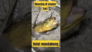 mancing belut di malam hari #mancingbelutbabon#mancingbelut #mancingdisungai#mancingbelutsawah