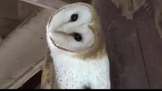 メンフクロウがかわいい❤ Cute face barn owl  【Cute animal videos】