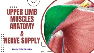 All Upper Limb Muscles & Their Nerve Supply | Anatomy Lecture Series