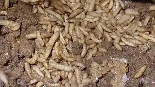 MENEBAR MAGGOT PENGURAI ( PART 2 ) # SUBSCRIBE # LIKE .