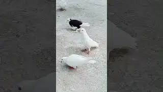 white rechar pigeon beautiful best quality mashaallah #new #fyp #music #viral #song #news #games