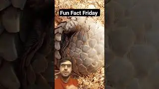 Unique among mammals! #funfactfriday #facts #pangolin #animals #wildlife #nature #funfact #reptiles