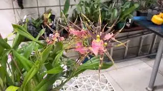 Cultivo Dessa Orquídea + Adubação 