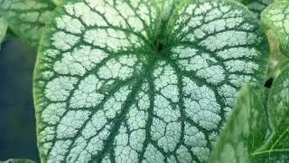 BRUNNERA MACROPHYLLA `JACK FROST`