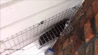 Squirrel one-way exit door