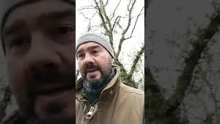 Birch tree sap