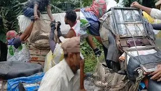 AMAZING 🤩 ALIVE FISH 🐟 LOADING ON TRUCK 🚚 ALL INDIA FISH SUPPLY 