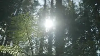 Sun Rise In Forest Video hd | no copyright Video