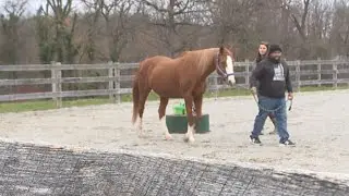 Equine Assisted Psychotherapy Program at Leg Up Farm helps local veterans suffering from PTSD
