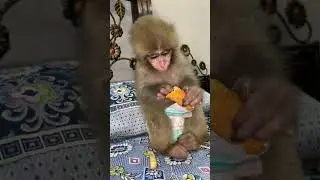 COCO MONKEY EATING CHIPS AND NUGGETS 🍟