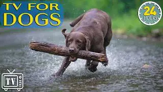 LIVE Dog TV: Best Fun & Relaxing TV for Dogs | Stop Boredom and Anxiety with Music for Dogs All Day