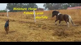 Miniature Horse runs after Lycan  |    Lycan is friend to all creatures (animals at least)