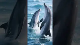 Suelen tener una sola cr&iacute;a 🦈