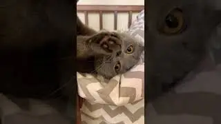 Не пущу😸 #cat #cute #music #funny #tuchka #youtube #shorts #котики #кошки