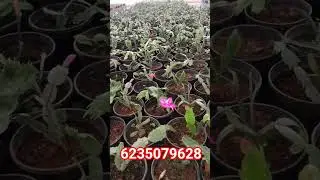 christmas cactus combo # 5 plants only 250 rupees including courier charge pls msg in6235079628#a...