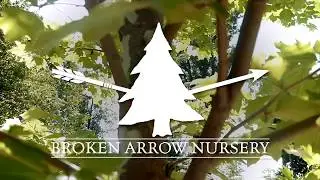 Drought Resistant Trees