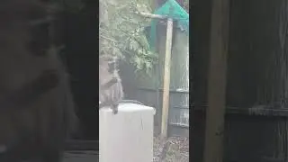 Blue Monkey eating wasp larvae🐒🙊