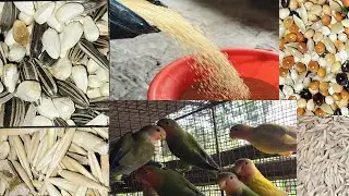 How To Make Mix Seeds For Parrot And Bird / Best Mixed Seeds For Ringnick And Alexandrine Parrot