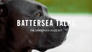 Battersea Talks | Dangerous Dogs Act