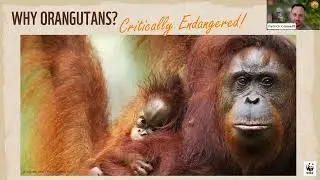 Patrick&rsquo;s field notes: Wild orangutans of Borneo | WWF-Australia
