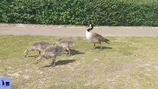 Goslings at California Country Park