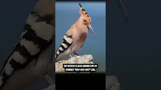 This Bird Smells BAD on Purpose?! | The Surprising Secrets of the Hoopoe