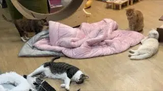 청소하면서 함께😸happy cat house🏠❤️