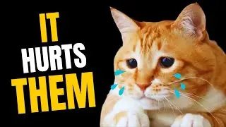 Things That EMOTIONALLY Hurt Your Cat's Feelings