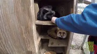 A Visit With The Red Foxes