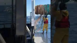 B Season Trawling for Pollock, Gulf of Alaska
