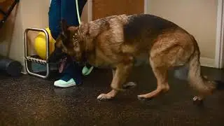 German Shepherd Dog (GSD)with Degenerative Myelopathy (DM) diagnosed via genetic testing/ blood test