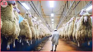 Australia Ranchers Raise 63 Million Sheep This Way 🐑 Farming Documentary