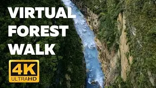 4K Virtual Forest Walk -  Ultra HD Nature Video - Релакс видео  - Путешествие в Лес