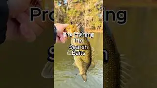 3 Search Baits to Find Feeding Bass #fishing #bassfishing #fishingtips