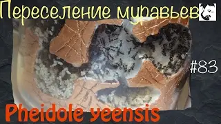 Почти удачное переселение в две крепости // муравьи Pheidole yeensis // #83