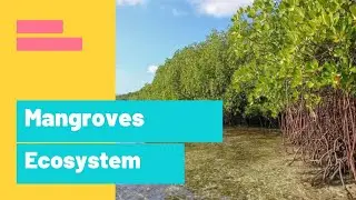 Mangroves ecosystem. A short video about what is it, their geography, facts & much more