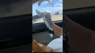 Birds shit on my car #meme#shitmeme#bird#carmeme#memecar#pigeon