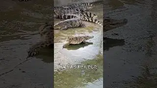 尻尾のないワニ