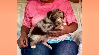 Adorable Chocolate Red Merle Toy Mini Australian Shepherds: 💖Cuteness Overload! 💖