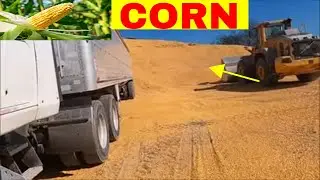How to Deliver Grain And Hauling Grain to Elevator with Dexter doitall