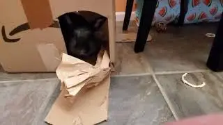 Morning Playtime with Buns and Cokry