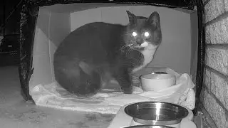 Stray Cat Seeks Water During Snowstorm - 🐈&zwj;⬛😺❤️🥶❄️ #cat #feralcat #straycat #animals #pets 