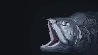 Xiphactinus: Giant Murderous Bulldog Fish