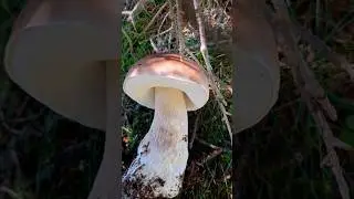 Steinpilze, Pfifferlinge, Reherl, Eierschwammer'l, Schwammerlsaison