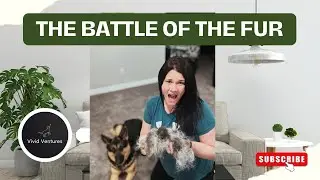 The BEST dog shedding tools on the market!
