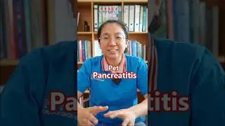 Vet Explains Pancreatitis in Pets #petvet#pancreatitis #vetexplains #fyp