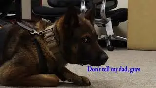K9 Temptation Challenge with HCSO K-9 Unit
