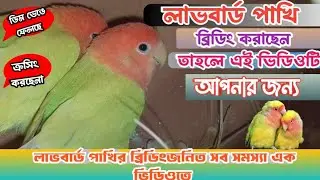 Top Five Lovebirds Breeding Problem and Solutions।💖। lovebirds breeding। ❤️।lovebirds breeding tips।